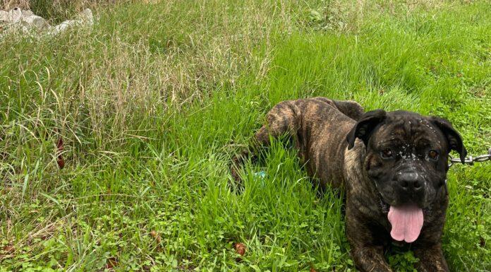 Târgu Cărbunești: Câine salvat de Protecția Animalelor
