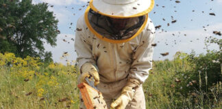 Agricultura pe înțelesul tuturor – APICULTURA, între lege și fărădelege