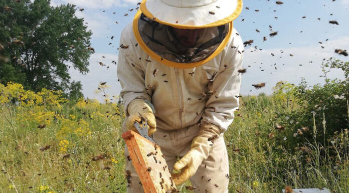 Agricultura pe înțelesul tuturor – APICULTURA, între lege și fărădelege