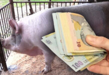 Un bărbat din Stoina a obținut, în instanță, despăgubiri de zeci de mii de lei pentru porcii uciși din propria gospodărie