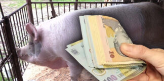 Un bărbat din Stoina a obținut, în instanță, despăgubiri de zeci de mii de lei pentru porcii uciși din propria gospodărie
