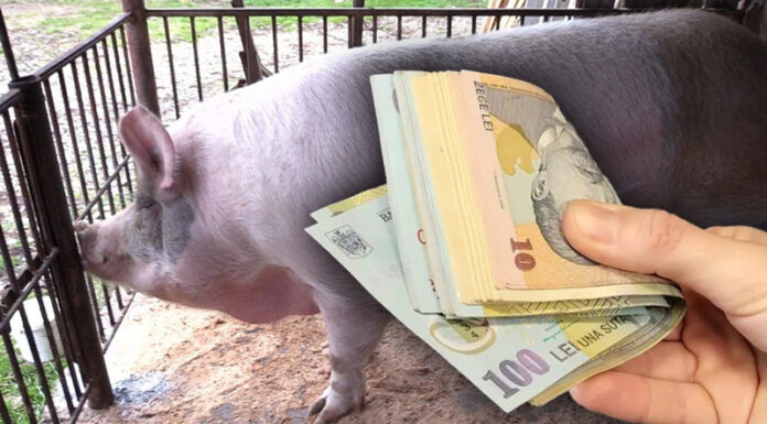 Un bărbat din Stoina a obținut, în instanță, despăgubiri de zeci de mii de lei pentru porcii uciși din propria gospodărie