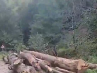 Padeș: Căra bușteni prin albia pârâului. Amendat de jandarmii montani