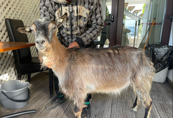 Târgu Jiu: O capră rănită, găsită la restaurant