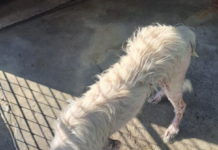 Lelești, Protecția Animalelor Gorj: Câine extrem de bolnav, dus la clinica veterinară