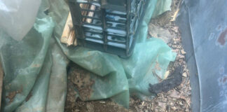 Patru ani de pușcărie pentru că și-a înjunghiat soțul