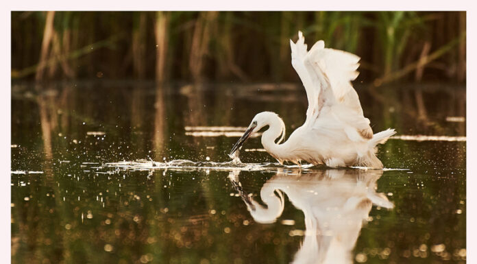 Expoziție de fotografie, la CJCPCT Gorj