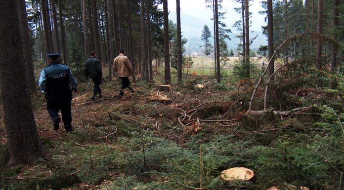 Roșia de Amaradia: Accident mortal cercetat de ITM