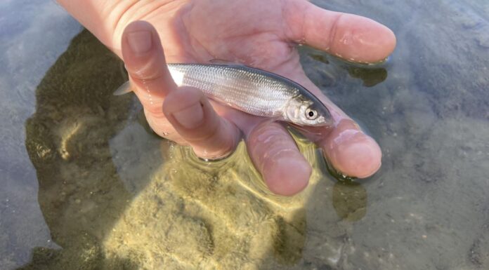 Pescuit științific pe Gilort! Inventar la speciile de pești!