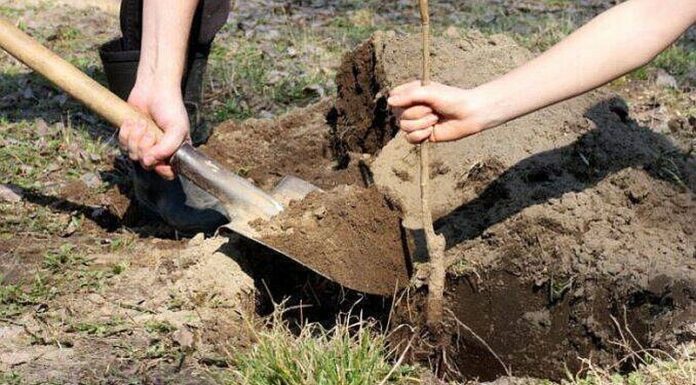 Agricultura pe înțelesul tuturor – Înființați corect plantația de pomi și arbuști fructiferi (2)