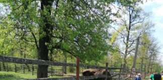 1,5 milioane de lei pentru „Săptămâna Verde” în școlile din Gorj