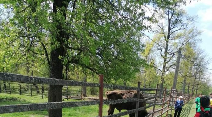 1,5 milioane de lei pentru „Săptămâna Verde” în școlile din Gorj