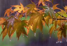 Temperaturile scad de la o zi la alta