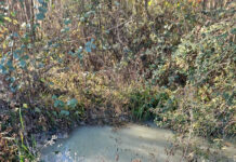 Firmă din Padeș, amendată de comisarii de mediu