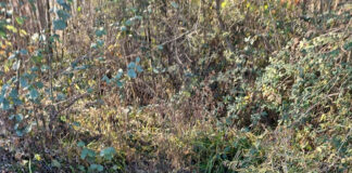 Firmă din Padeș, amendată de comisarii de mediu