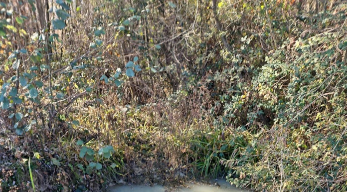 Firmă din Padeș, amendată de comisarii de mediu