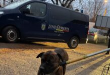 Câine periculos, preluat de pe străzile din Târgu Jiu și plasat în adăpost