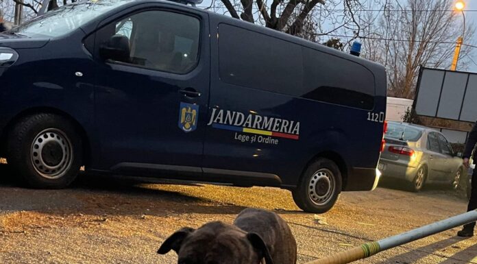 Câine periculos, preluat de pe străzile din Târgu Jiu și plasat în adăpost