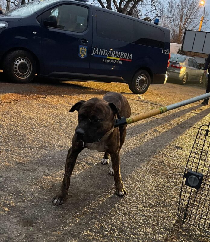 Câine periculos, preluat de pe străzile din Târgu Jiu și plasat în adăpost