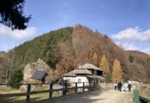 Concurență pentru Pădurea Colorată – Pădurea Bicoloră!