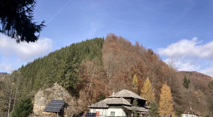 Concurență pentru Pădurea Colorată – Pădurea Bicoloră!