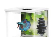 Cel mai ușor de întreținut animal de casă este…