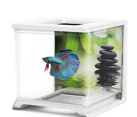 Cel mai ușor de întreținut animal de casă este…