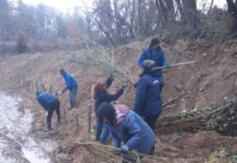 SGA Gorj, lucrări pentru decolmatarea pârâului din Licurici