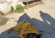 Câine lup, abandonat la Tismana, în frig, lăsat fără apă și mâncare