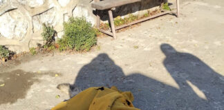 Câine lup, abandonat la Tismana, în frig, lăsat fără apă și mâncare