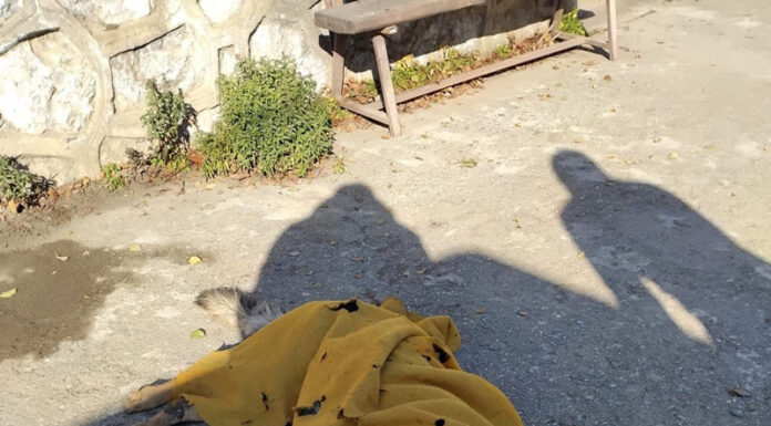 Câine lup, abandonat la Tismana, în frig, lăsat fără apă și mâncare