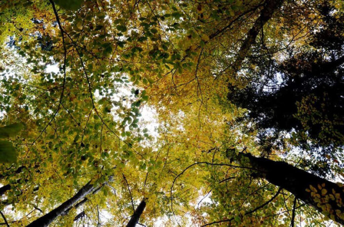 Avem păduri, ce facem cu ele: Noul Cod Silvic, aviz favorabil în Comisia de mediu din Camera Deputaților