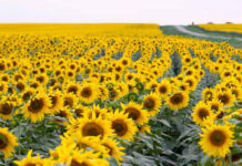 Fabrică de ulei în Gorj. S-a semnat contractul de finanțare