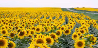 Fabrică de ulei în Gorj. S-a semnat contractul de finanțare