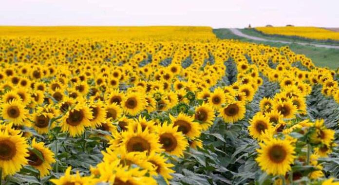 Fabrică de ulei în Gorj. S-a semnat contractul de finanțare