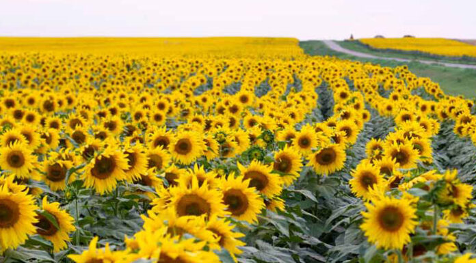 Fabrică de ulei în Gorj. S-a semnat contractul de finanțare