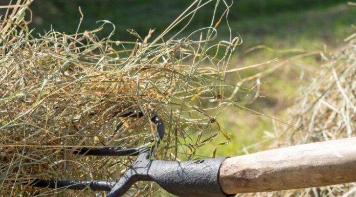 Amendă penală pentru amenințare. „Dacă nu te potoleşti…”