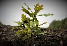 Romsilva va planta circa 3 milioane de puieți în actuala campanie de împăduriri