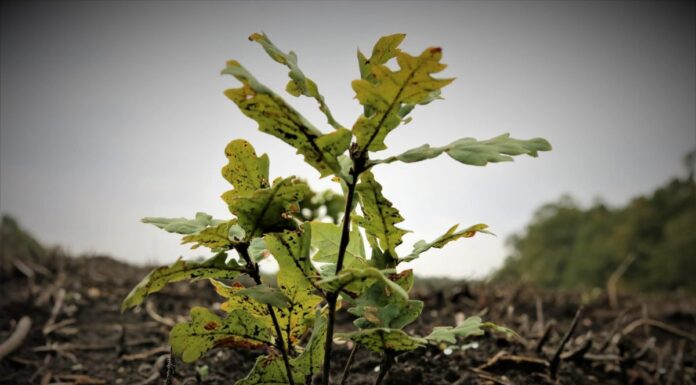 Romsilva va planta circa 3 milioane de puieți în actuala campanie de împăduriri