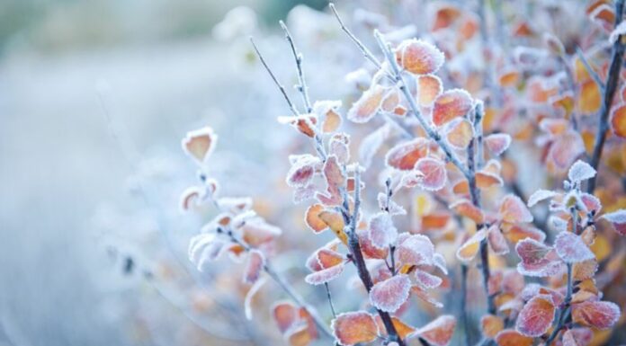 Gorj: -7 grade, la Padeș. Unde au fost cele mai scăzute temperaturi