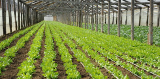 Termen prelungit pentru legumicultorii din Gorj de solicitare a ajutoarelor de minimis