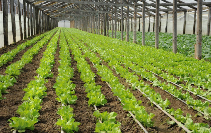 Termen prelungit pentru legumicultorii din Gorj de solicitare a ajutoarelor de minimis