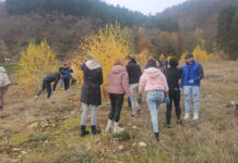 O nouă „pădure Erasmus” în Gorj. Puieți de molid, plantați la Baia de Fier