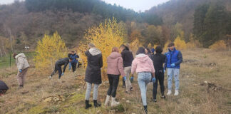 O nouă „pădure Erasmus” în Gorj. Puieți de molid, plantați la Baia de Fier