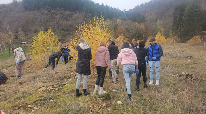 O nouă „pădure Erasmus” în Gorj. Puieți de molid, plantați la Baia de Fier