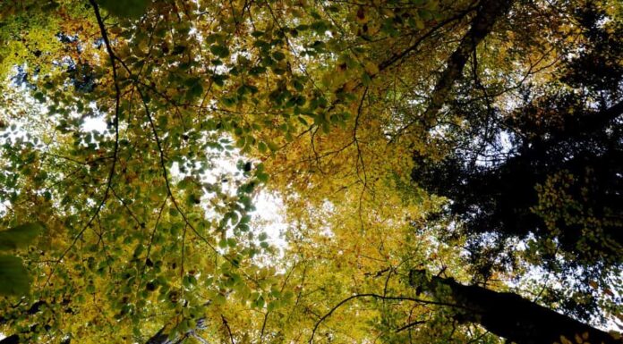 Noul Cod Silvic, aviz favorabil în Comisia de mediu