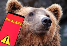 Alertă de urs la Frâncești