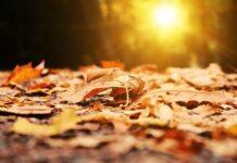 Se încălzește vremea. Temperaturi de până la 19 grade