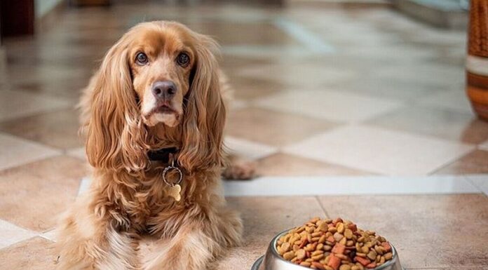 Cum să alegi cea mai bună hrană uscată pentru câinele tău