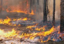 Record de incendii de pădure în Gorj